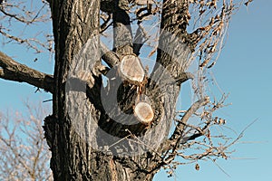 pruned trees by the roadside, tree pruning forms