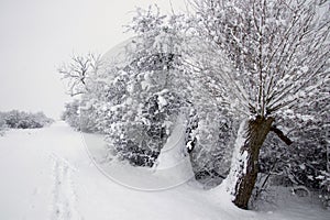 Pruned trees with snow in November