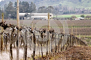 Pruned vineyards