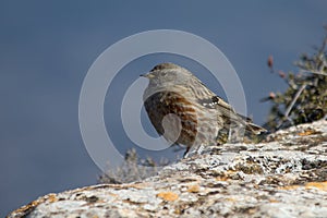 Prunella collaris perched on rock