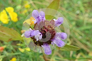 Prunella flower in the meadow, closeup