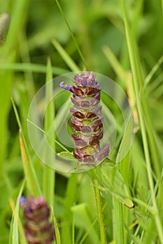 Prunella grandiflora