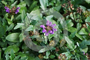 Prunella grandiflora blooms with purple flowers in autumn. Berlin, Germany