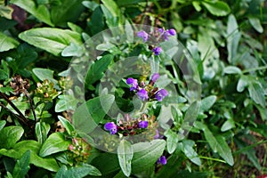 Prunella grandiflora blooms with purple flowers in autumn. Berlin, Germany