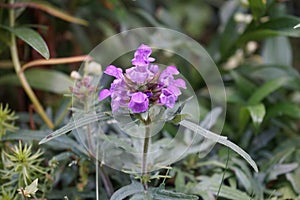Prunella grandiflora, the large-flowered selfheal, is an ornamental plant in the family Lamiaceae. Berlin, Germany