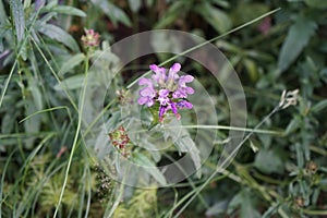 Prunella grandiflora, the large-flowered selfheal, is an ornamental plant in the family Lamiaceae. Berlin, Germany