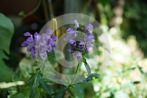 Prunella grandiflora, the large-flowered selfheal, is an ornamental plant in the family Lamiaceae. Berlin, Germany