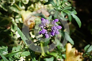 Prunella grandiflora, the large-flowered selfheal, is an ornamental plant in the family Lamiaceae. Berlin, Germany