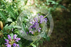 Prunella grandiflora, the large-flowered selfheal, is an ornamental plant in the family Lamiaceae. Berlin, Germany