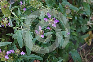 Prunella grandiflora, the large-flowered selfheal, is an ornamental plant in the family Lamiaceae. Berlin, Germany