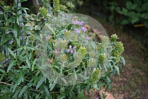 Prunella grandiflora, the large-flowered selfheal, is an ornamental plant in the family Lamiaceae. Berlin, Germany