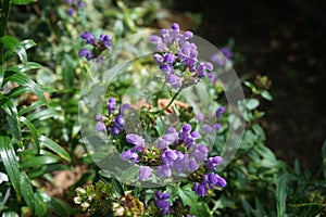 Prunella grandiflora, the large-flowered selfheal, is an ornamental plant in the family Lamiaceae. Berlin, Germany