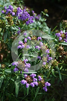 Prunella grandiflora, the large-flowered selfheal, is an ornamental plant in the family Lamiaceae. Berlin, Germany