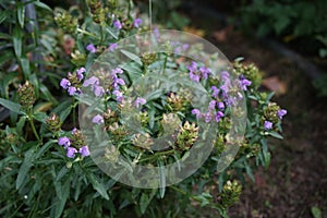 Prunella grandiflora, the large-flowered selfheal, is an ornamental plant in the family Lamiaceae. Berlin, Germany