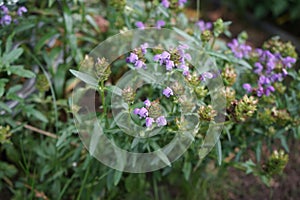 Prunella grandiflora, the large-flowered selfheal, is an ornamental plant in the family Lamiaceae. Berlin, Germany