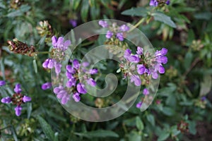 Prunella grandiflora, the large-flowered selfheal, is an ornamental plant in the family Lamiaceae. Berlin, Germany