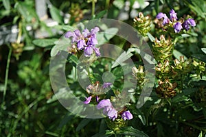 Prunella grandiflora, the large-flowered selfheal, is an ornamental plant in the family Lamiaceae. Berlin, Germany