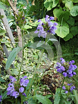 Prunella is an herbaceous plant in the Lamiaceae family. Germany