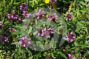 Prunella or self-heal or all-heal plants.