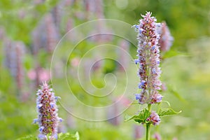 Prunella Self-Heal Flower