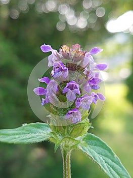 Prunella vulgaris