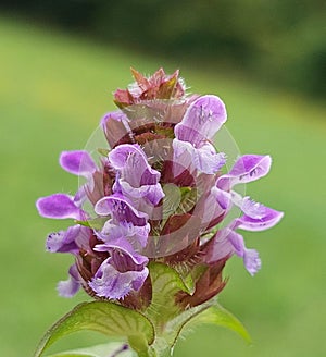 Prunella vulgaris