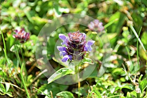 Prunella vulgaris or common self-heal are growing on a green meadow