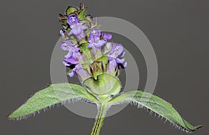 Prunella vulgaris, Common self-heal, Heal all