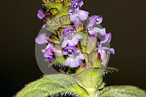 Prunella vulgaris, Common self-heal, Heal all