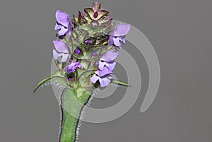 Prunella vulgaris, Common self-heal, Heal all