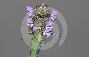 Prunella vulgaris, Common self-heal, Heal all