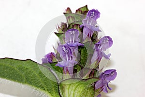 Prunella vulgaris, Common self-heal, Heal all