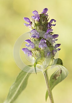 Prunella vulgaris the common self heal, heal all, woundwort, heart of the earth, carpenter`s herb small purple flower plant on