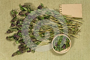 Prunella vulgaris. Dry herbs. Herbal medicine, phytotherapy medicinal herbs.
