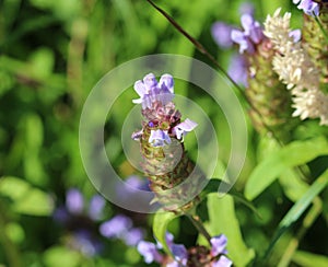 Prunella vulgaris flower, known as common self heal, heal all, woundwort, heart of the earth, carpenters herb, brownwort and blue