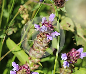 Prunella vulgaris flower, known as common self heal, heal all, woundwort, heart of the earth, carpenters herb, brownwort and blue