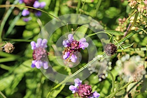 Prunella vulgaris flower, known as common self heal, heal all, woundwort, heart of the earth, carpenters herb, brownwort and blue