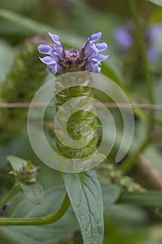 Prunella vulgaris flowers