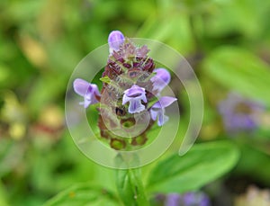 Prunella vulgaris grows in nature in summer photo