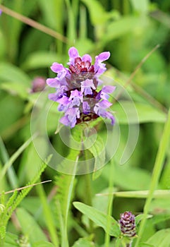 Prunella vulgaris grows in nature in summer photo