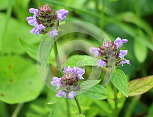 Prunella vulgaris grows in nature in summer photo