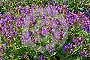 Prunella vulgaris growth at a garden.