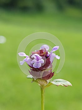 Prunella vulgaris photo