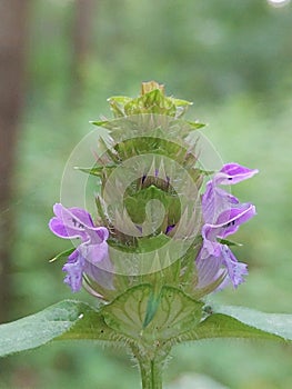 Prunella vulgaris photo