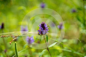 Prunella vulgaris is an herbaceous plant in the mint family Lamiaceae