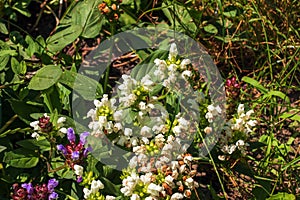 Prunella vulgaris L known as common self-heal, heal-all, woundwort,