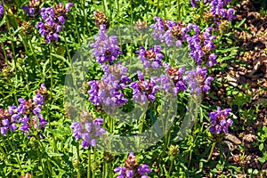 Prunella vulgaris L known as common self-heal, heal-all, woundwort