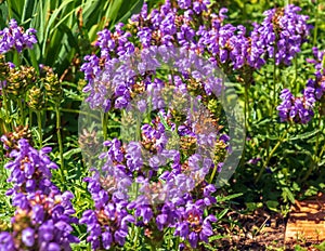 Prunella vulgaris L known as common self-heal, heal-all, woundwort