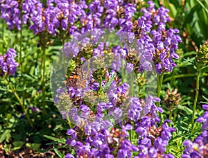 Prunella vulgaris L known as common self-heal, heal-all, woundwort