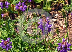 Prunella vulgaris L known as common self-heal, heal-all, woundwort